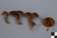 Cortinarius chrysolitus image